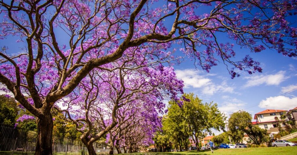 Where can you find purple trees in Southern California?